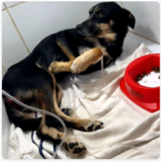 Pretinha recebendo cuidados veterinários