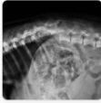 Exame veterinário da coluna